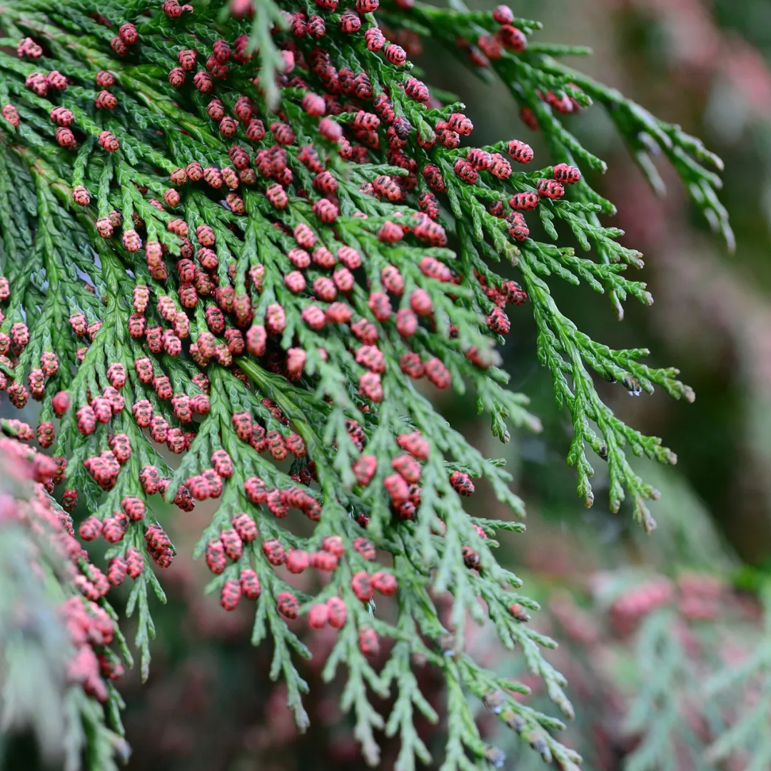 Fir Needle Essential Oil Canadian - Balsam Fir Oil